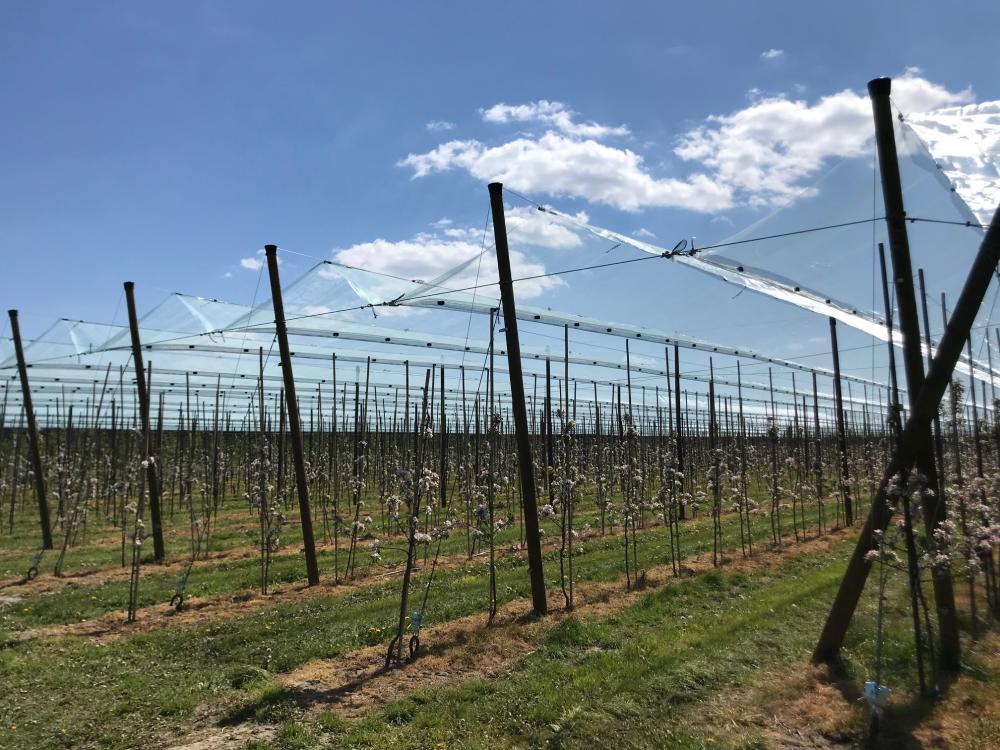 Ochrona_przeciwgrdowa_Biala_Rawska_3