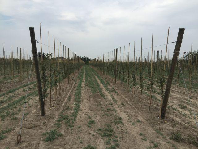 rusztowanie na palach drewnianych