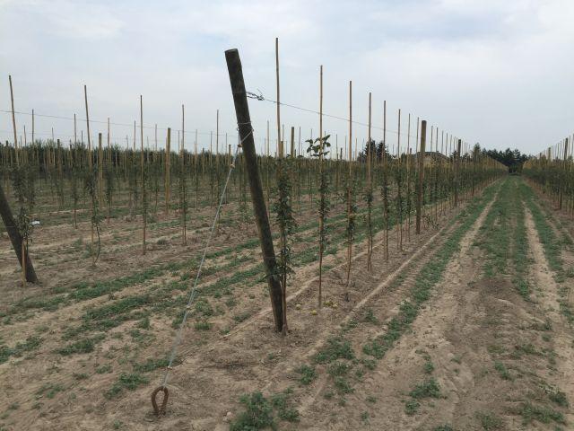 Rusztowanie na palach drewnianych