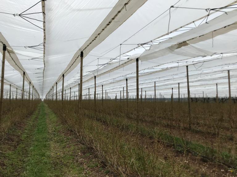 Płaska konstrukcja przeciwdeszczowa na borówce