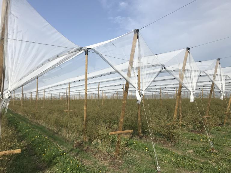 Konstrukcja_przeciwgradowa_na_borowce_2024_5