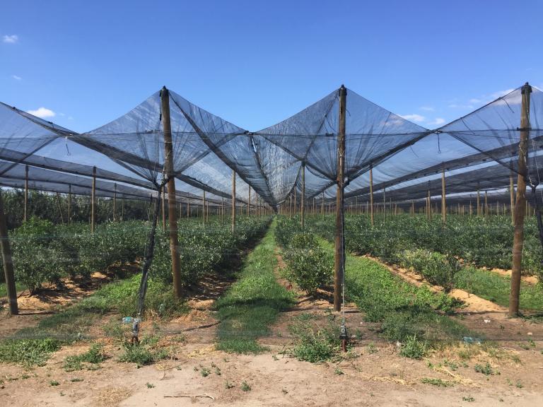 Ochrona przeciwgradowa