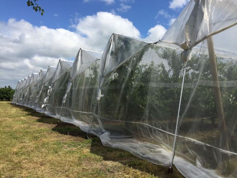 folia z siatką front