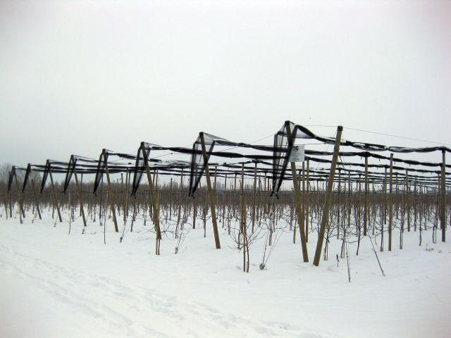 zwinięta siatka zimą