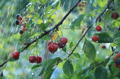 cherries