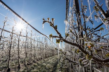 zwinieta siatka zimą