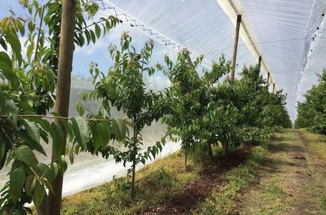 folia z siatką antyinsektową od środka